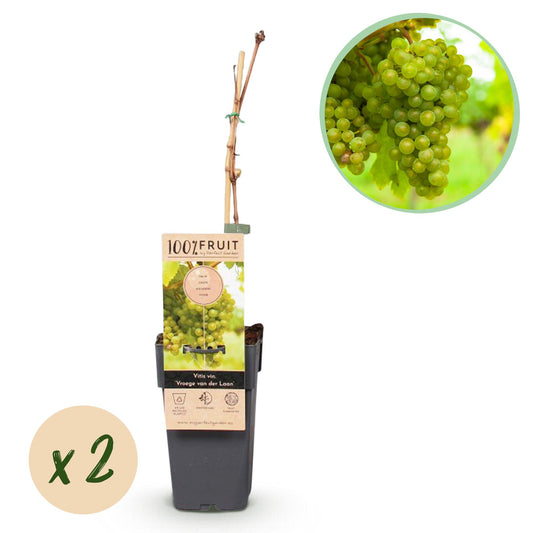 Obstpflanze - Vitis vinifera Vroege van der Laan - Weinrebe - Winterhart - Weiße Traube - 2 Pflanzen - Topf 15cm - Höhe 50cm