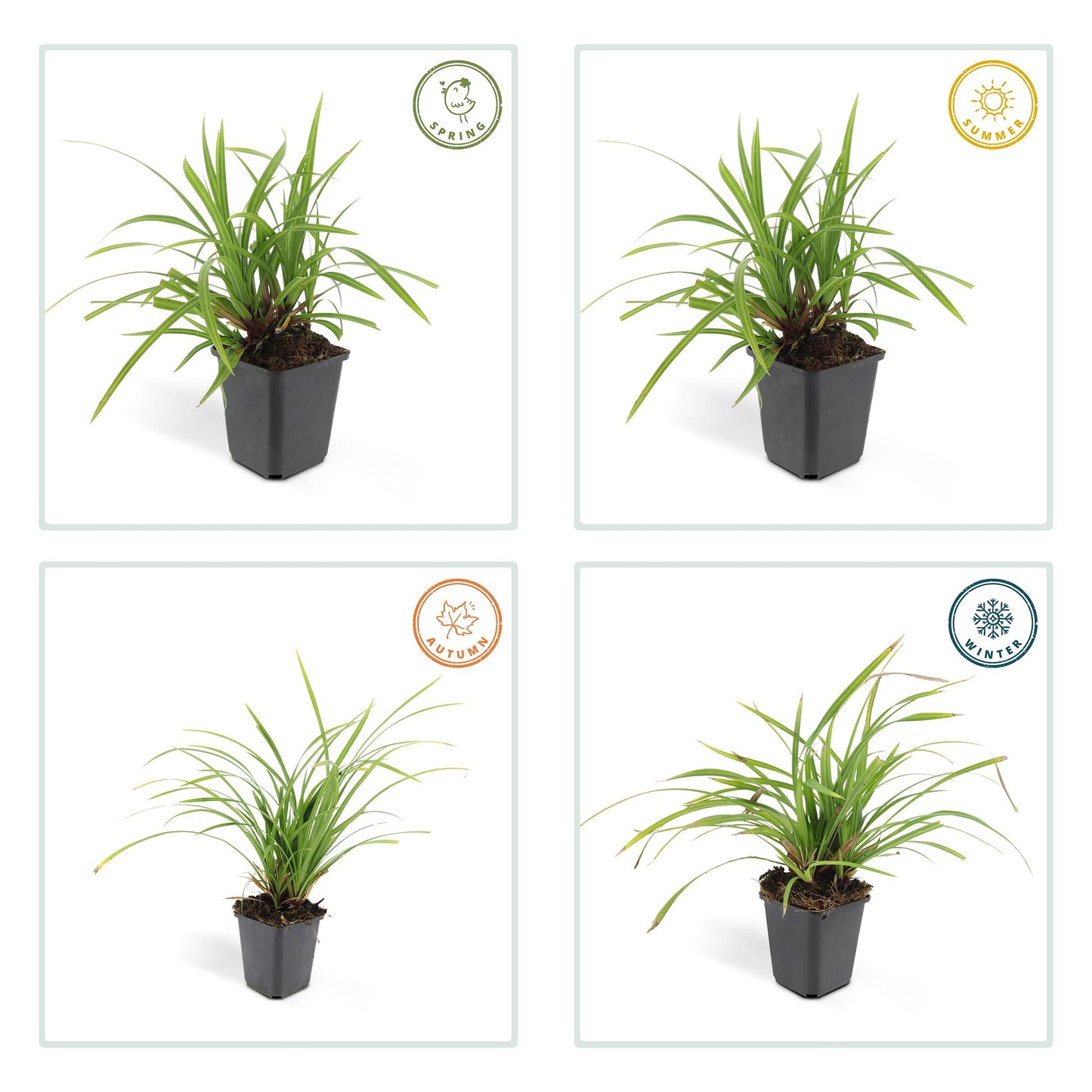 24x Carex morrowii 'Irish Green' - ↕10-25cm - Ø9cm