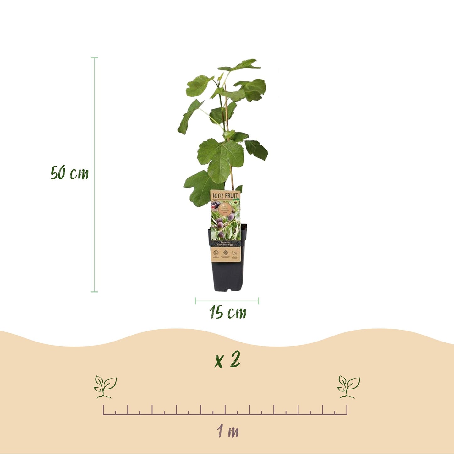 Ficus caria Little miss Figgy - Feigenbaum - Winterhart - Rote Frucht - 2 Pflanzen - Topf 15cm - Höhe 50cm