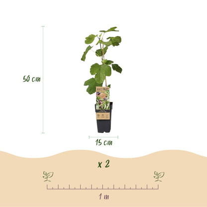 Ficus caria Little miss Figgy - Feigenbaum - Winterhart - Rote Frucht - 2 Pflanzen - Topf 15cm - Höhe 50cm