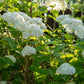 Rispenhortensie - Hydrangea arborescens Annabelle - Blüte Weiß - 3 Pflanzen - 1 m2 - Laubabwerfend - Große Blüten - Topf 17cm Höhe 50cm