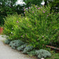 Hibiscus syriacus Woodbridge - Garden Hibiscus - Hardy - Pink - 3 Plants - Pot 17cm - Height 45cm