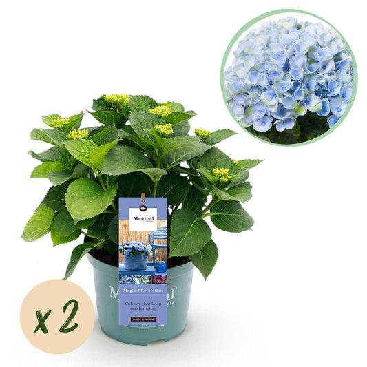 Hortensie - Hydrangea Magical Revolution Blue - Blau - 6-10 Blumen - 2 Pflanzen - Topf 23cm Höhe 55cm