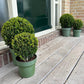 Ilex crenata 'Jenny' Kugel XL | Set mit 2 Stück | 25 cm Ø