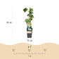 Obstpflanze - Vitis vinifera Regent - Weinrebe - Veredelt - Blaue Traube - 2 Pflanzen - Topf 15cm - Höhe 50cm