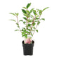 Rispenhortensie - Hydrangea panniculata Vanille Fraise - Blüte Weiß Rosa - 1 Pflanze - Laubabwerfend - Große Blumen - Topf 17cm Höhe 50cm