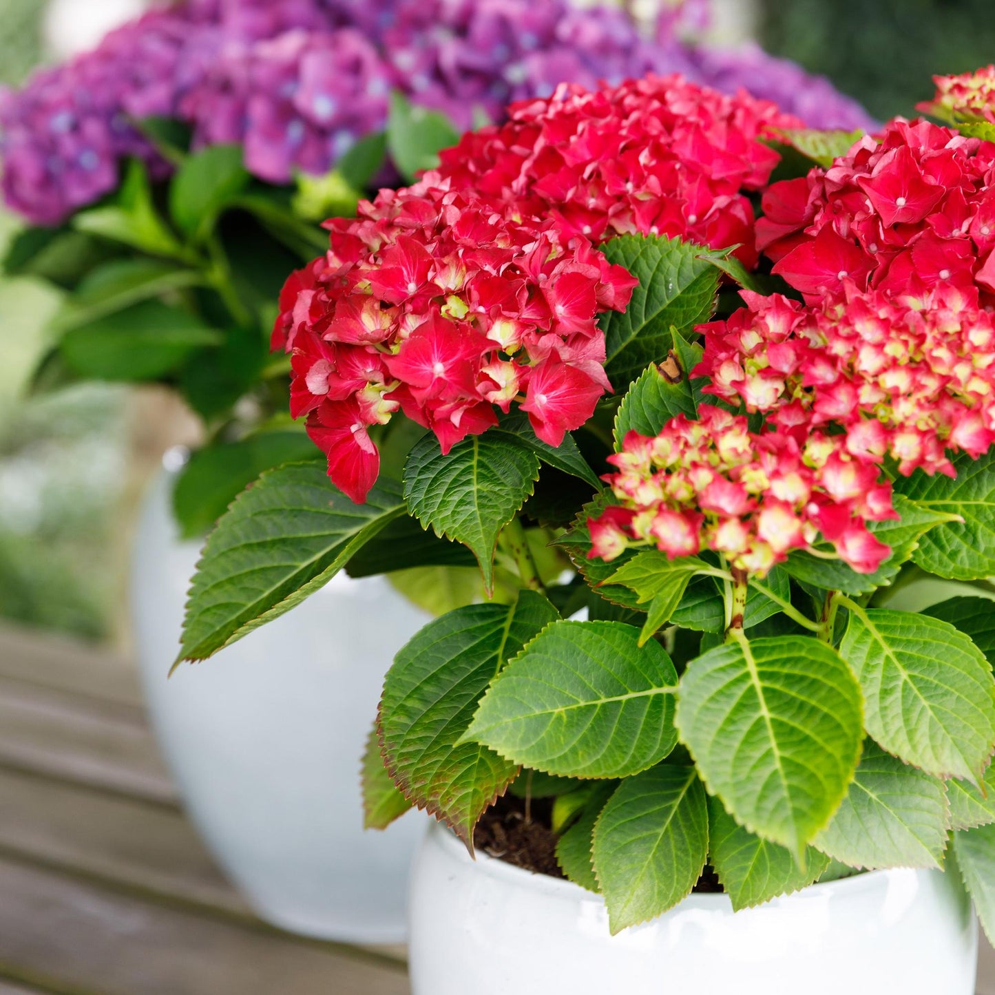 Hortensie - Hydrangea Forever & Ever - Rot - 7-12 Blumen - Topf 23cm Höhe 55cm