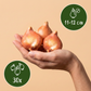 30x Tulipa Triumph Pink - Triumph tulip - Pink - Spring bloomer