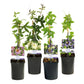 Passiflora Rainbow - Blume Rosa Weiß Lila Grün - Wenig Pflege - 4 Pflanzen - Topf 11cm Höhe 40cm