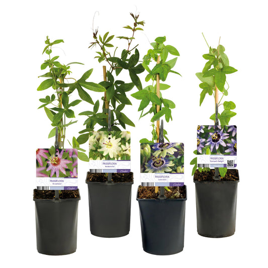 Passiflora Rainbow - Blume Rosa Weiß Lila Grün - Wenig Pflege - 4 Pflanzen - Topf 11cm Höhe 40cm