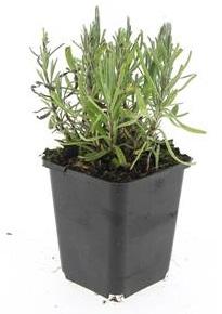 Lavandula ang. 'Munstead' - ↕10-25cm - Ø9cm - 24x