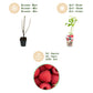 Obstpflanzen - Himbeere - Rubus idaeus Ottawa - Winterhart - 3 Pflanzen - Topf 9 cm - Rote Himbeere