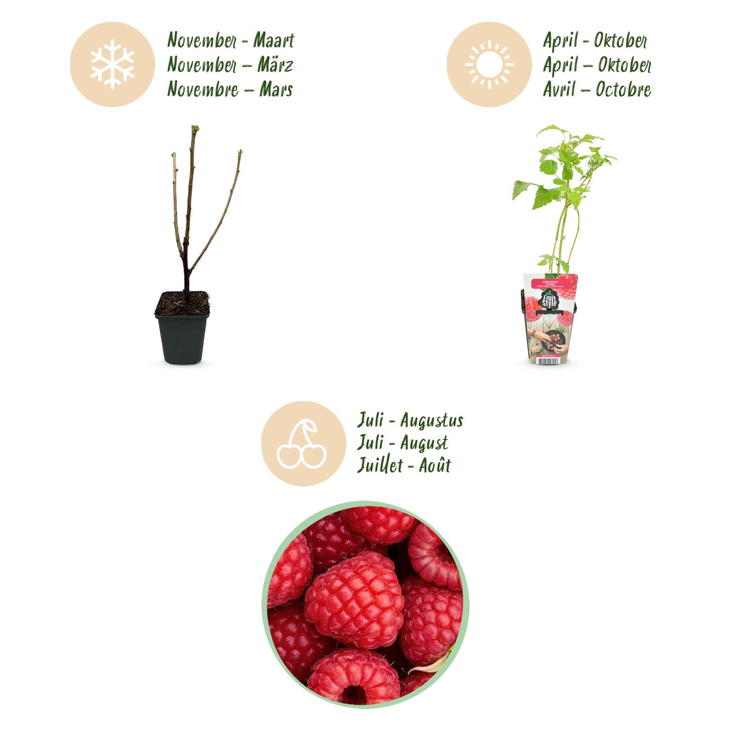 Obstpflanzen - Himbeere - Rubus idaeus Ottawa - Winterhart - 3 Pflanzen - Topf 9 cm - Rote Himbeere