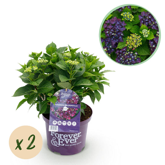 Hortensie - Hydrangea Forever & Ever - Lila - 7-12 Blumen - 2 Pflanzen - Topf 23cm Höhe 55cm