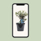 Olea Olijf - Ø13cm - ↕25cm