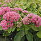 Sedum 'Herbstfreude' - ↕10-25cm - Ø9cm - 6x