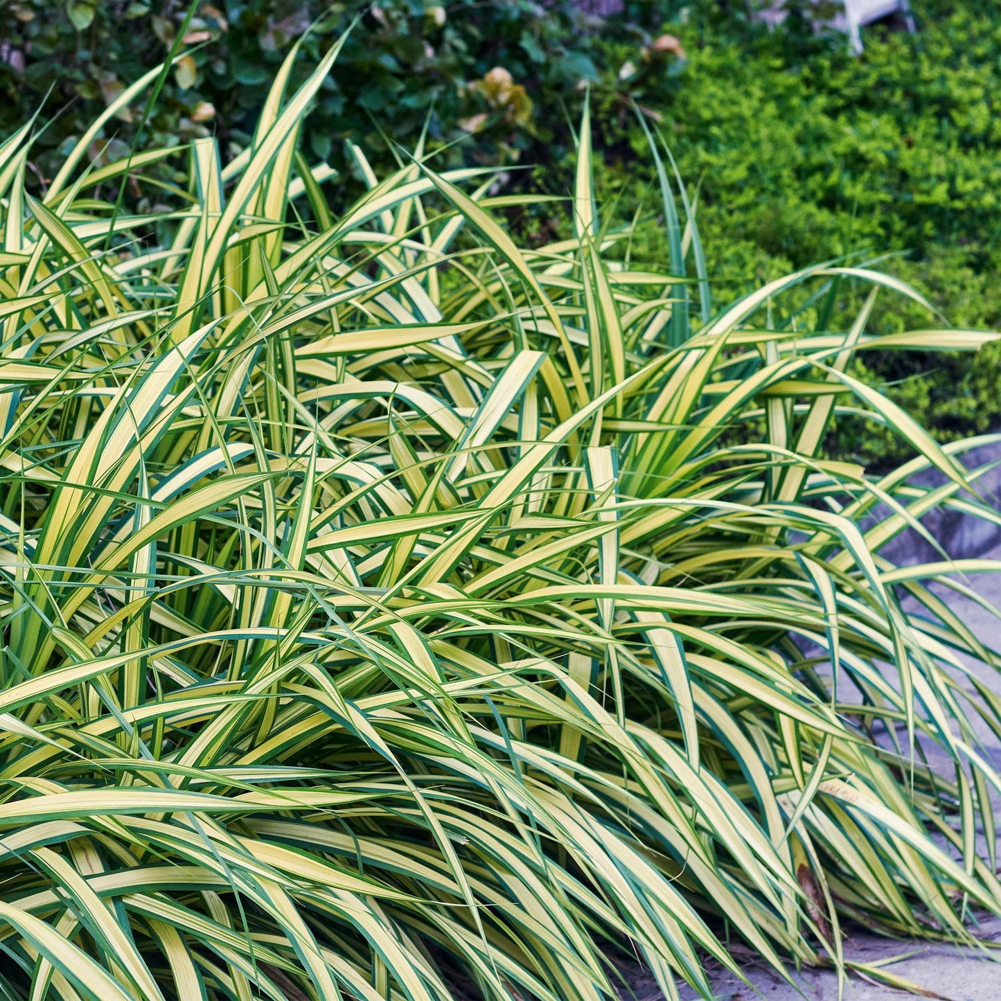 Ziergräser - Carex oshimensis Evergold - Gelb & Grün - 1 Pflanze - Immergrün - Winterhart - Topf 17cm Höhe 50cm