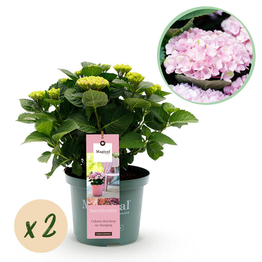 Hortensie - Hydrangea Magical Revolution Pink - Pink - 6-10 Blüten - 2 Pflanzen - Topf 23cm Höhe 55cm