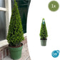 Ilex pyramide 55 cm hoog | 1x  -  Ø  21 cm