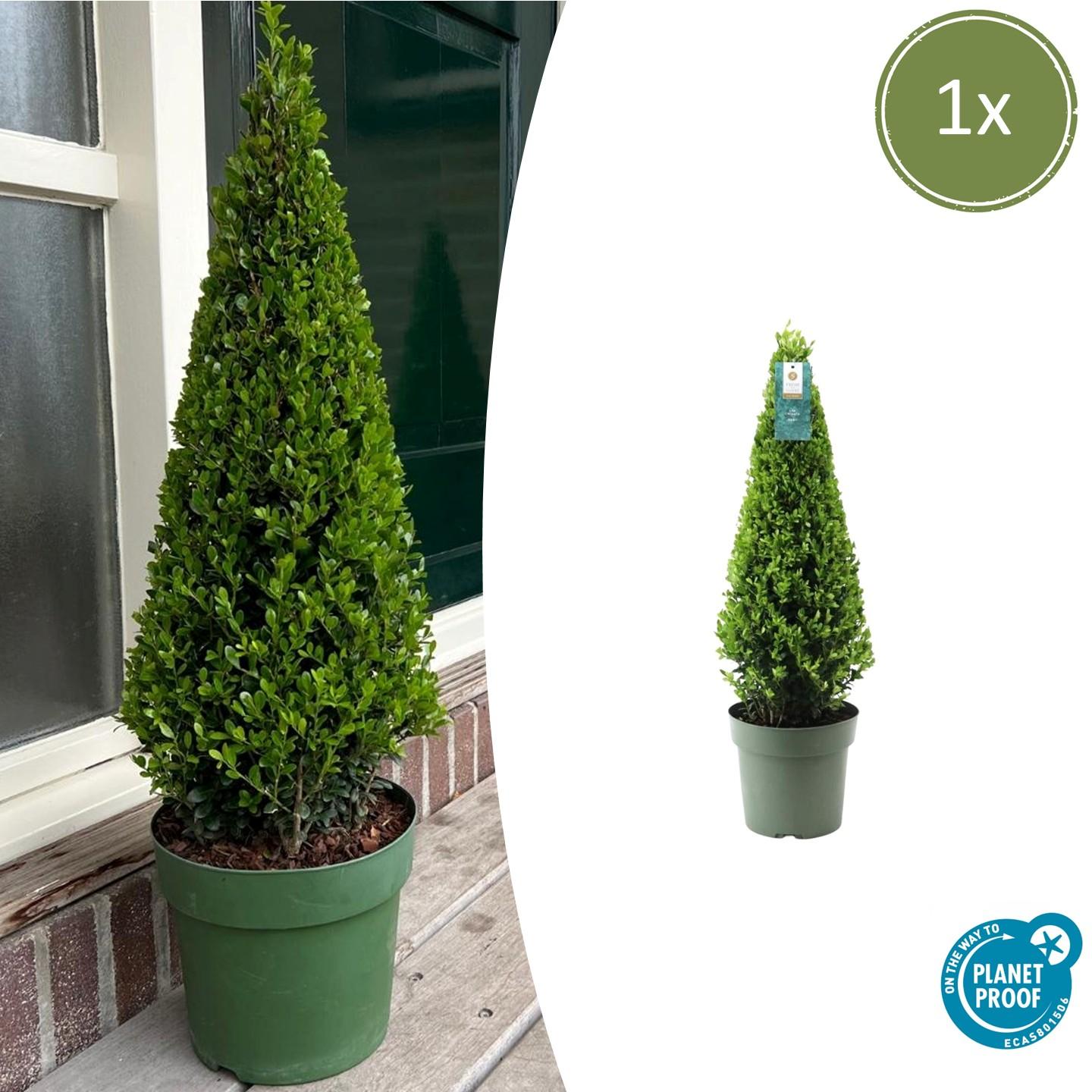 Ilex pyramide 55 cm hoog | 1x  -  Ø  21 cm