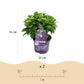 Hortensie - Hydrangea Forever & Ever - Lila - 7-12 Blumen - Topf 23cm Höhe 55cm
