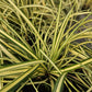 24x Carex oshim. 'Evergold'  - ↕10-25cm - Ø9cm