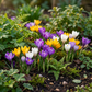 70x Crocus mix - Krokus-Mischung - Diverses - Verwilderungszwiebel - Zwiebelgröße 7/8