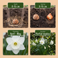 30x Narcissus Botanical White Mix - Botanische Weiße Mischung Narzisse - Weiß - Frühlingsblüher - Zwiebelgröße 10/12