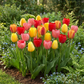 30x Tulipa Darwin Hybride mix - Darwin Hybrid tulip mix - Miscellaneous
