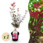 Japanischer Ahorn - Acer palmatum Skeetsers Broom - Lila - 2 Pflanzen - Laubabwerfend - Topf 19cm Höhe 70cm