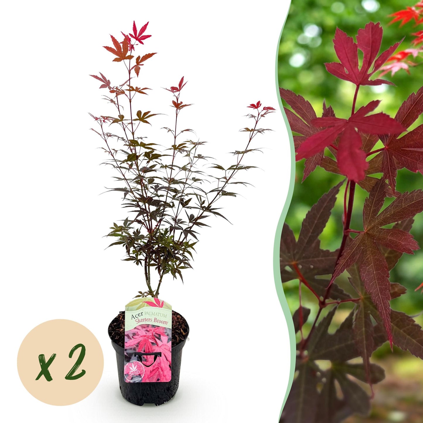 Japanischer Ahorn - Acer palmatum Skeetsers Broom - Lila - 2 Pflanzen - Laubabwerfend - Topf 19cm Höhe 70cm