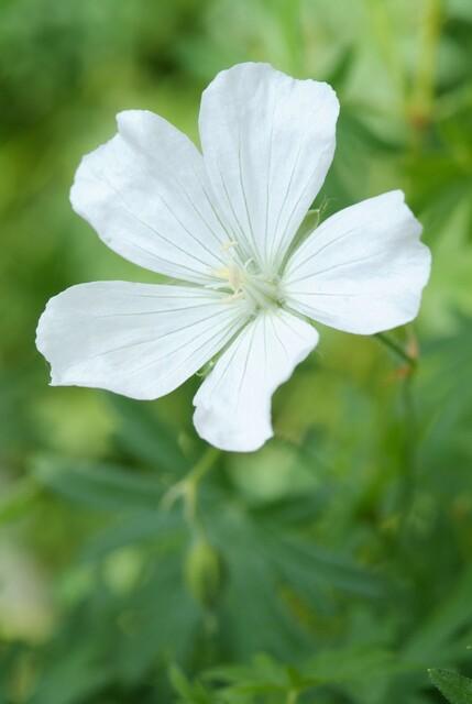 48x Geranium sang. 'Album' - ↕10-25cm - Ø9cm