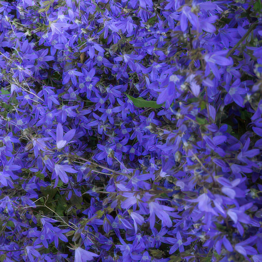 Campanula poscharskyana 'Stella' - ↕10-25cm - Ø9cm, 24x
