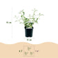 Schmetterlingsstrauch - Buddleja davidii Tricolour - Hardy - Blue - Pink - White - 3 Plants - Pot 17cm - Height 45cm