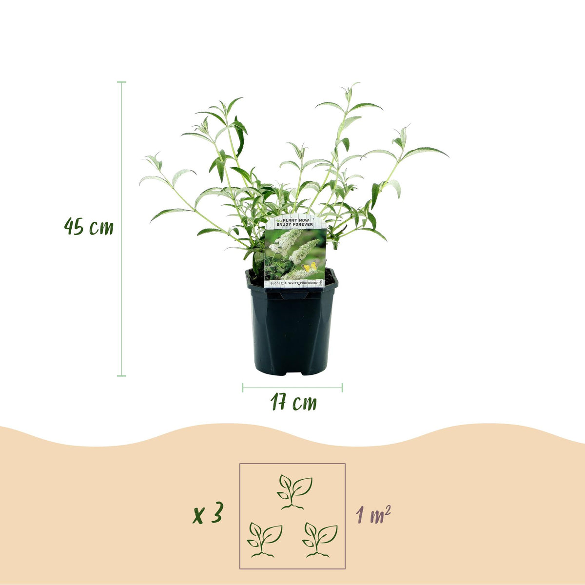 Schmetterlingsstrauch - Buddleja davidii Tricolour - Hardy - Blue - Pink - White - 3 Plants - Pot 17cm - Height 45cm