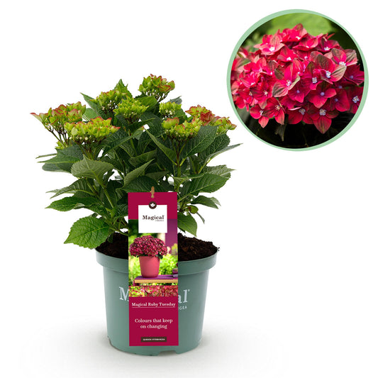 Hortensie - Hydrangea Magical Teusday & Saphire - Rot - 6-10 Blumen - Topf 23cm Höhe 55cm