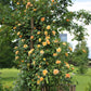 Kletterrose - Rosa Orange Climber - Blüte Orange - Wenig Pflege - 2 Pflanzen - Topf 11cm Höhe 40cm