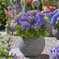 Hydrangea Endless Summer Summer Love Purple - Hortensie - Frostbeständig - Lila - 2 Pflanzen - Topf 14 cm - Höhe 20-25 cm