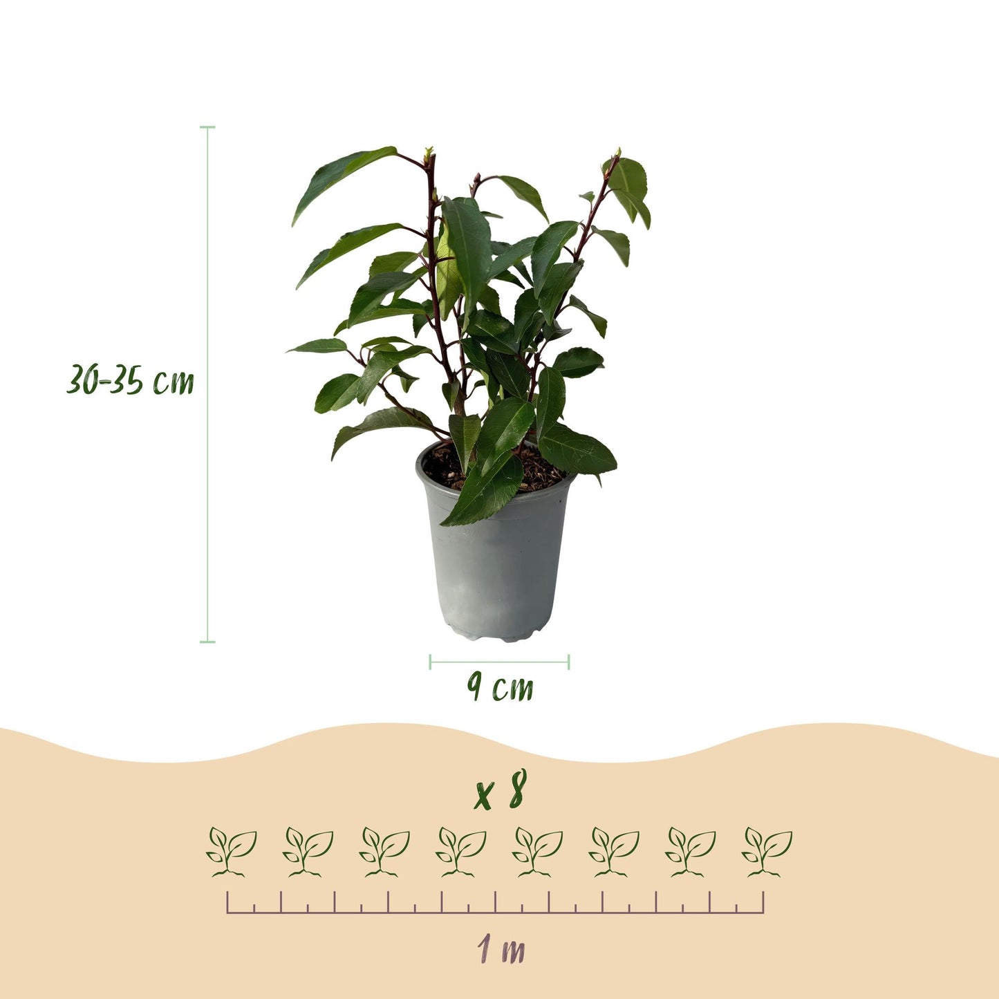Heckenpflanzen - Prunus lusitanica Angustifolia - Blatt grün - 8 Pflanzen - 1 laufender Meter - immergrün - Topf 9cm Höhe 30-35cm