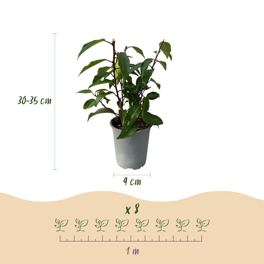 Heckenpflanzen - Prunus lusitanica Angustifolia - Blatt grün - 8 Pflanzen - 1 laufender Meter - immergrün - Topf 9cm Höhe 30-35cm