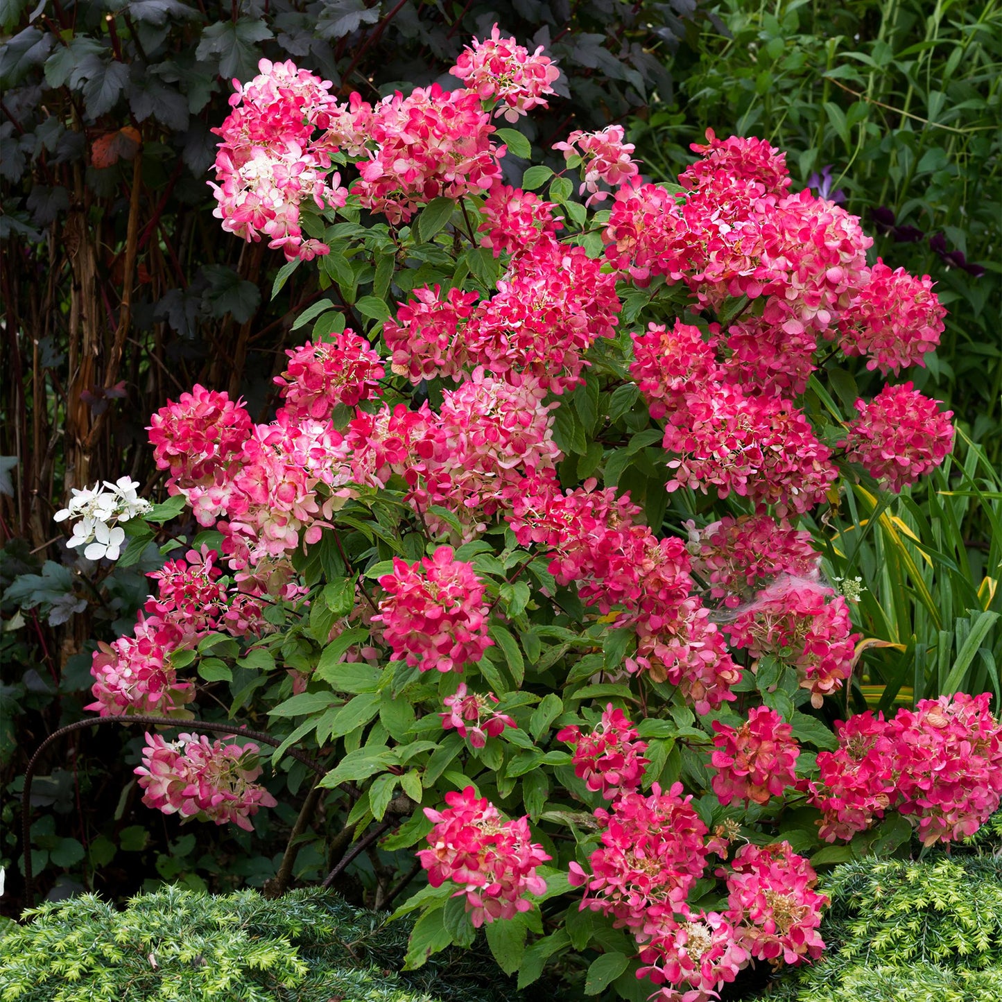 Rispen Hortensie - Hydrangea panniculata Pink Diamond - Blüte Weiß Rosa - 1 Pflanze - Laubabwerfend - Große Blüten - Topf 17cm Höhe 50cm