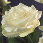 Kletterrose - Rosa White Climber - Blüte Weiß - Wenig Pflege - 2 Pflanzen - Topf 11cm Höhe 40cm