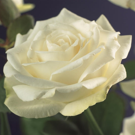Kletterrose - Rosa White Climber - Blüte Weiß - Wenig Pflege - 2 Pflanzen - Topf 11cm Höhe 40cm