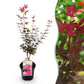 Japanischer Ahorn - Acer palmatum Skeeters Broom - Lila - 1 Pflanze - Laubabwerfend - Topf 19cm Höhe 70cm