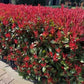 Heckenpflanzen - Photinia fraseri Carre Rouge - rot grün Blatt - 8 Pflanzen - 1 laufender Meter - immergrün - Topf 9cm Höhe 30-35cm