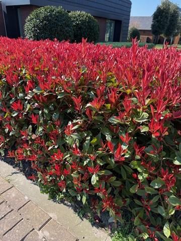 Heckenpflanzen - Photinia fraseri Carre Rouge - rot grün Blatt - 8 Pflanzen - 1 laufender Meter - immergrün - Topf 9cm Höhe 30-35cm