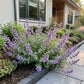 Katzenminze - Nepeta faassenii -  Bienen- und Schmetterlingsmagneten - Lila - 1 Pflanzen - Topf 11cm - Höhe 15-25cm