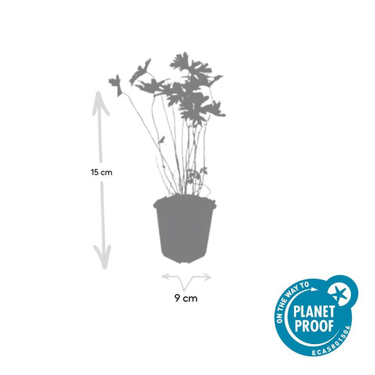 24x Geranium 'Johnson's Blue' - ↕10-25cm - Ø9cm
