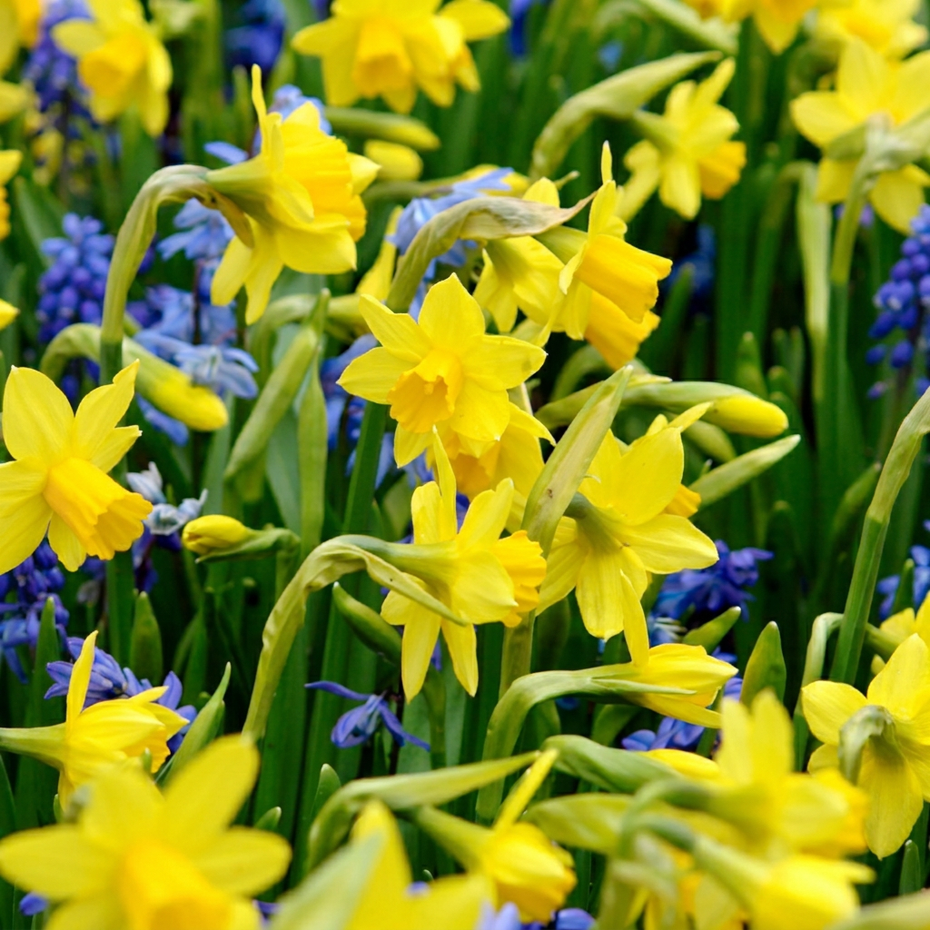 50x Narcissus Tete-A-Tete - Tête-à-Tête daffodil - Yellow - Spring bloomer - Bulb size 10/11