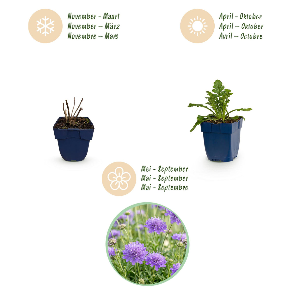 Scabiosa col. Butterfly Blue - Dove Herb - Bee and Butterfly Attractors - Purple - 6 Plants - Pot 11cm - Height 15-25cm